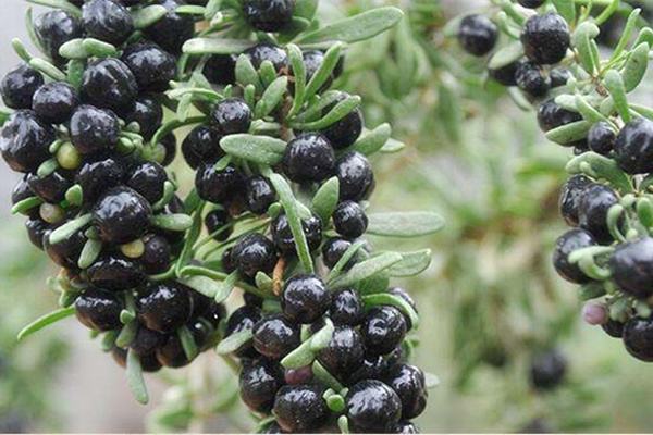 黑枸杞的功效与作用