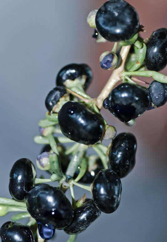 黑枸杞的功效作用和吃法