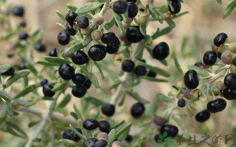 黑果枸杞