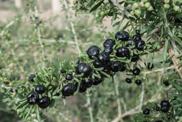 黑枸杞的功效与作用,黑枸杞的食用方法