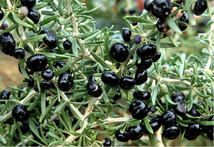 女性喝黑枸杞的功效与作用