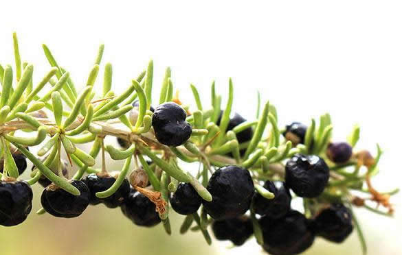 黑枸杞的功效与作用及正确吃法