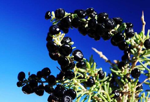 黑枸杞的功效与作用有哪些呢？