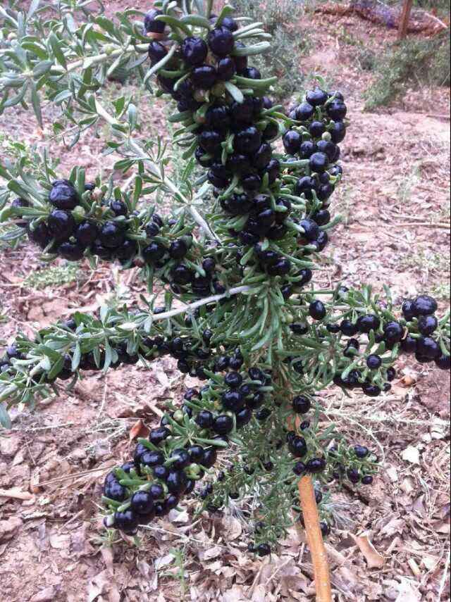 黑枸杞的功效与作用有哪些呢？