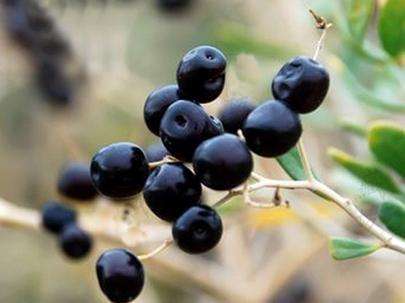 黑枸杞的功效与作用，黑枸杞的食用方法和禁忌