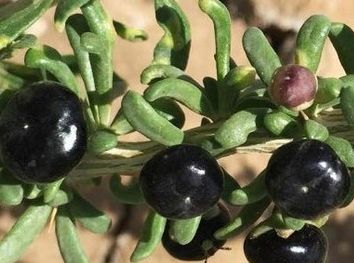 黑枸杞的功效与作用及正确吃法