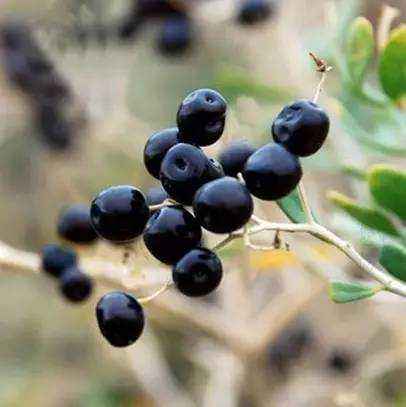 如何食用黑枸杞？才能达到真正的滋补功效！