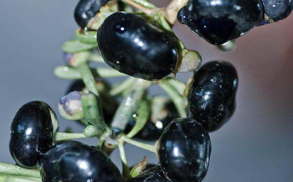 黑枸杞有哪些功效和作用?市场价多少?为什么卖那么贵?