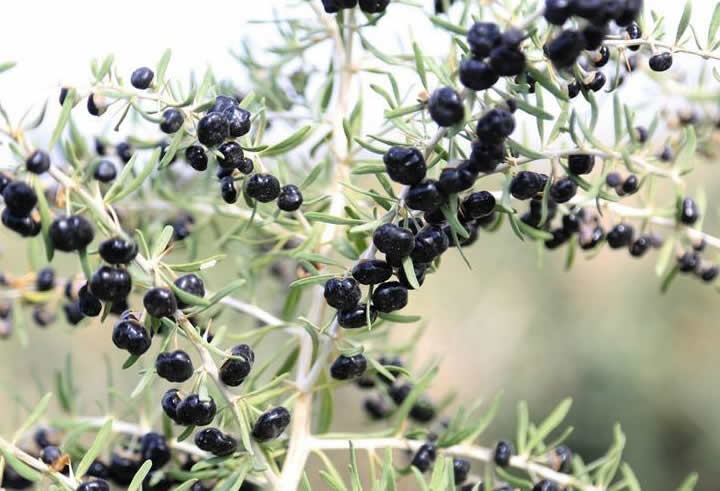 黑枸杞的功效作用与正确吃法是什么