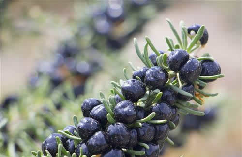 黑枸杞男人可以喝吗 男性经常喝黑枸杞的功效和好处