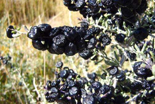 黑枸杞的功效和和必知的食用方法