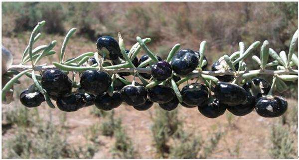 黑枸杞图片与功效 枸杞功效作用