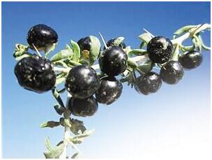 哪些人不能喝黑枸杞