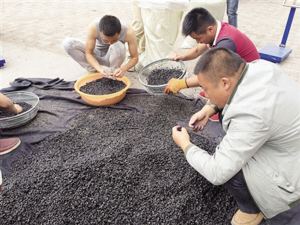 黑枸杞最近价格 黑枸杞多少钱一斤