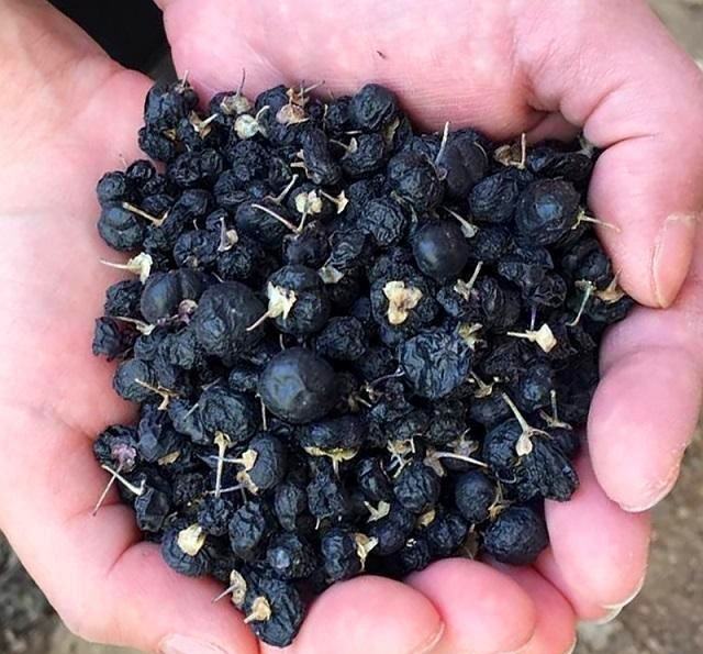 枸杞子泡水喝有什么功效?