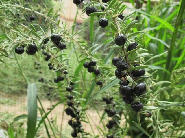 枸杞子泡水喝有什么功效?