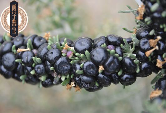 黑枸杞和红枸杞有什么区别?