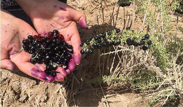 黑枸杞和红枸杞的区别