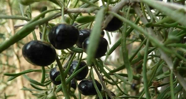 黑枸杞和红枸杞的区别