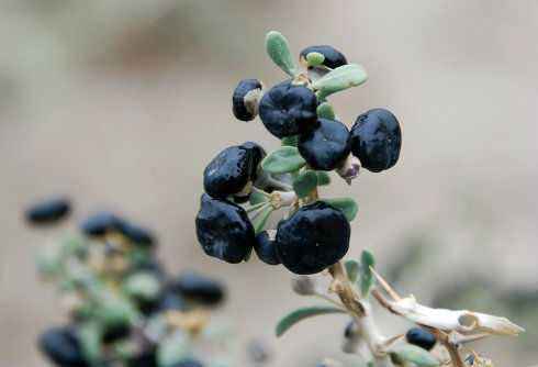 野生黑枸杞和种植黑枸杞的区别