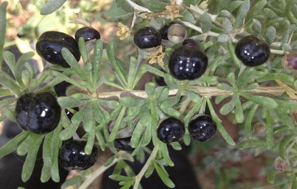 黑枸杞的功效与作用到底是真的吗?