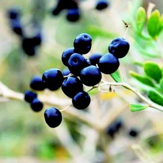 长期喝黑枸杞有什么作用?