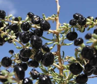 野生黑枸杞与种植黑枸杞功效一样吗？