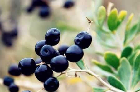 男人吃枸杞子可以壮阳吗？枸杞子怎么吃对男人更好？