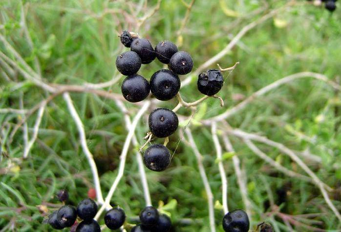 女人吃黑枸杞有哪些好处