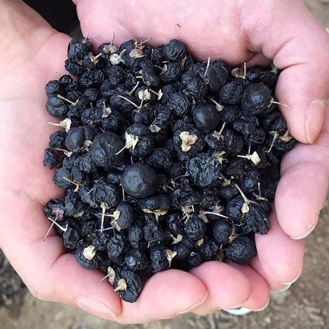 黑枸杞的正确吃法和用量