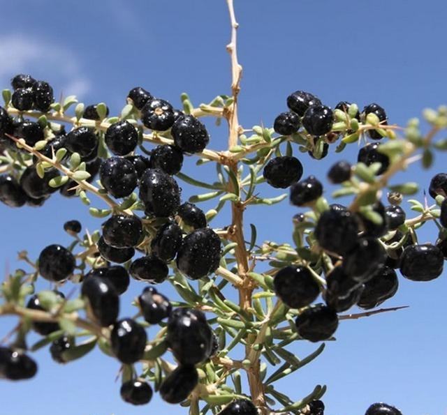 黑果枸杞