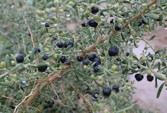 怎样吃黑枸杞才能有最佳效果？