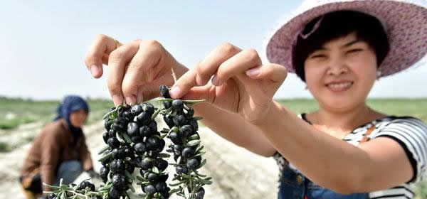 孕妇吃黑枸杞的好处 这六大好处不可不知