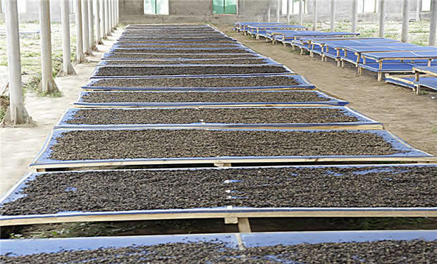 孕妇吃黑枸杞的好处 这六大好处不可不知