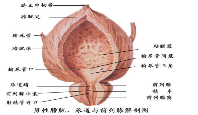 前列腺炎症状图集!前列腺炎怎么引起的