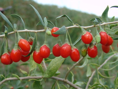 枸杞子怎么泡水喝 枸杞泡水能减肥吗？