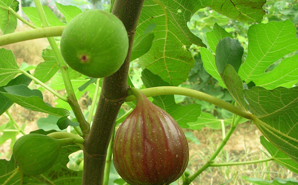 无花果的功效和作用 无花果的药理作用