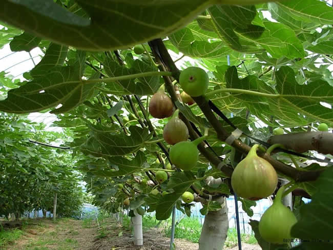 无花果的功效与作用及禁忌 无花果的营养价值