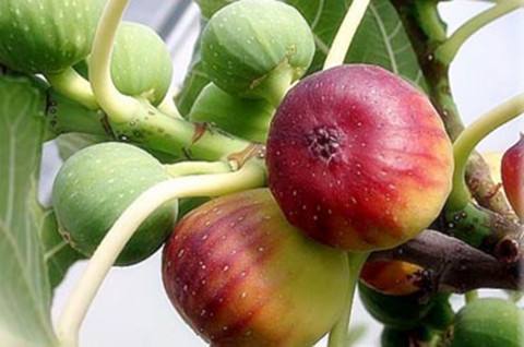 无花果的功效与作用及禁忌 无花果的营养价值