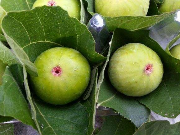 无花果的功效与作用及食用方法