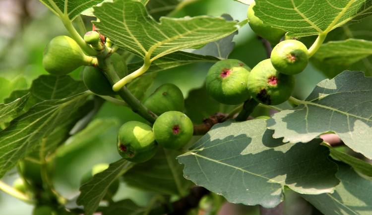 无花果的功效与作用及食用方法