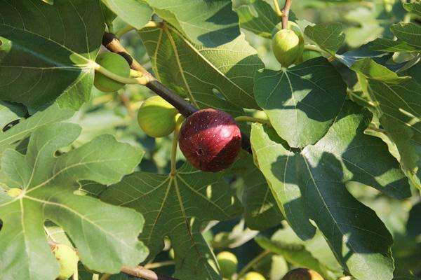 无花果叶的作用与功效 治疗效果是非常明显的