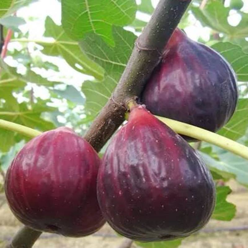 无花果功效有哪些？无花果功效与作用盘点！