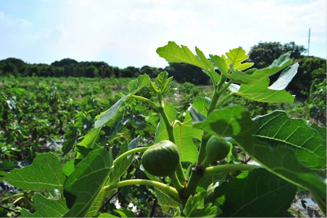 干无花果的功效与作用是什么呢 看看文章的介绍吧。