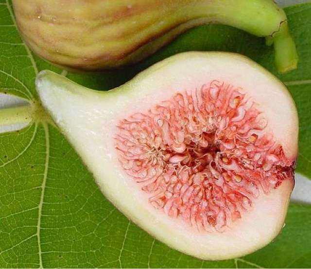 无花果怎么吃?无花果叶的功效与作用介绍!