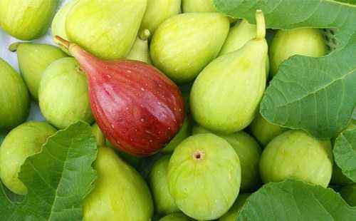 无花果怎么吃?无花果叶的功效与作用介绍!