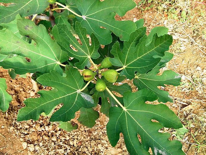 无花果怎么吃?无花果叶的功效与作用介绍!