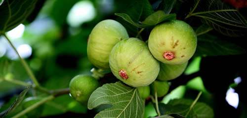 你们都爱吃的无花果，但你们知道无花果的作用与功效吗？无花果的吃法有哪些？