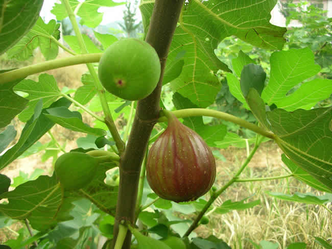 无花果根的功效与作用 无花果治痔疮偏方大 无花果的药用价值