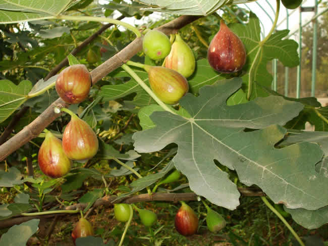 经常吃无花果有什么好处 无花果的功效是什么